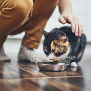 Aliment sec / Croquettes pour chat